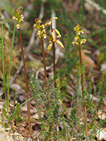 Corallorhiza trifida