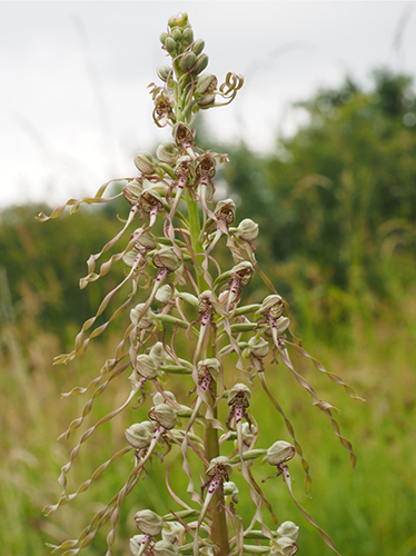 LIZARD ORCHID