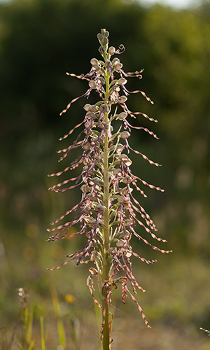 Himantoglossum hircinum