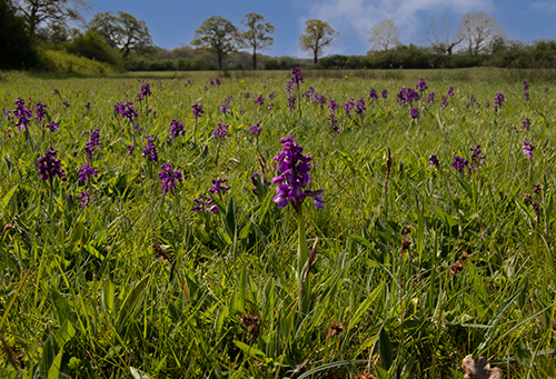 Anacamptis morio