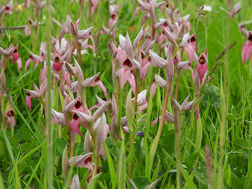 Serapias lingua