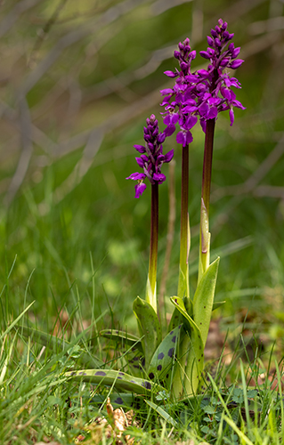 Orchis mascula