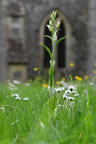 Cephalanthera damasonium