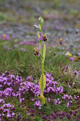 Ophrys apifera