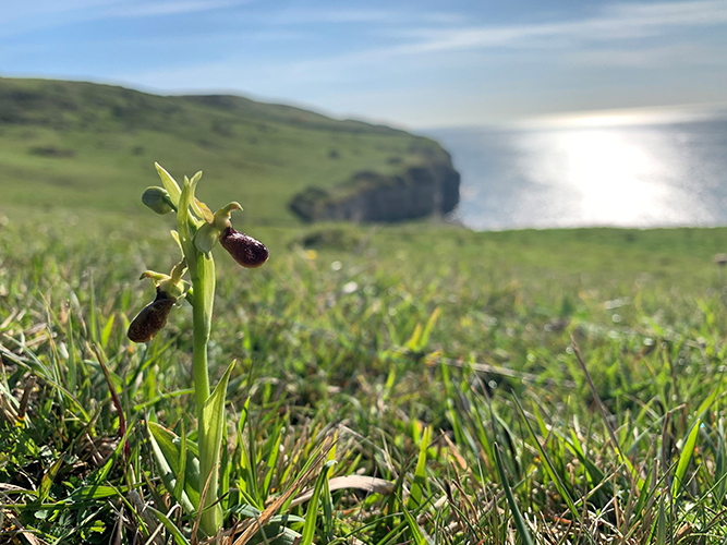 Ophrys sphegodes 