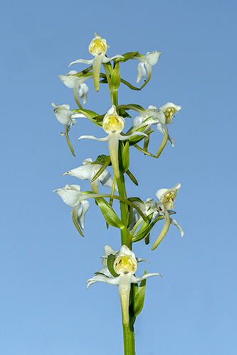 Platanthera chlorantha