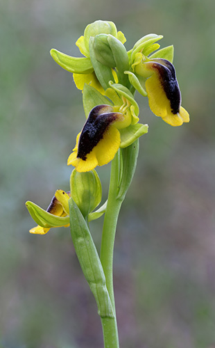 Ophrys lutea