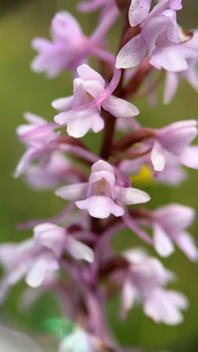 Gymnadenia conopsea
