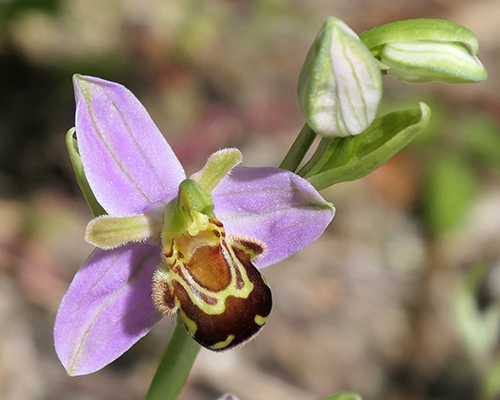 Ophrys apifera
