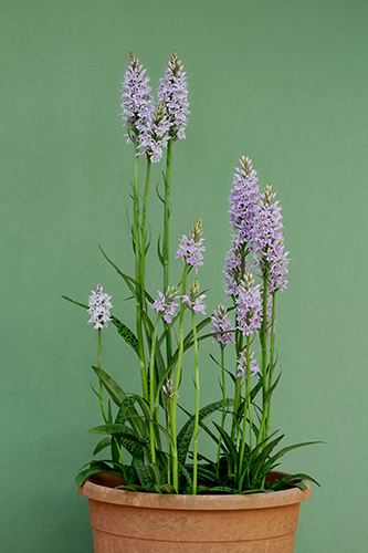 Dactylorhiza fuchsii
