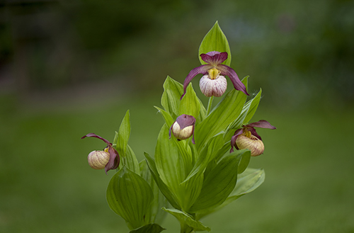 Cypripedium ventricosum