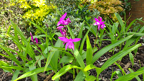 Bletilla striata