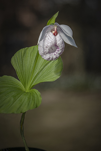 Cypripedium formosanum