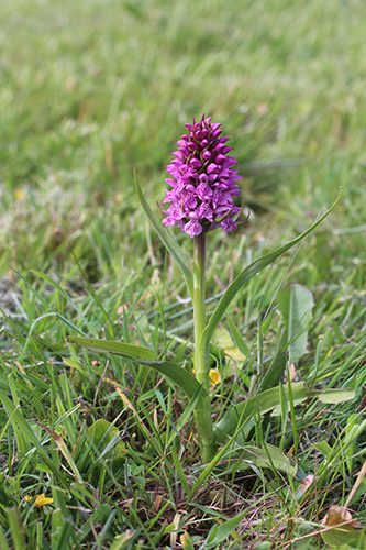 Dactylorhiza kerryensis × Dactylorhiza incarnata