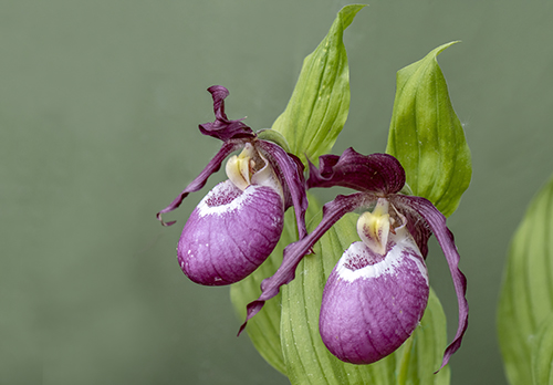 Cypripedium Phillip