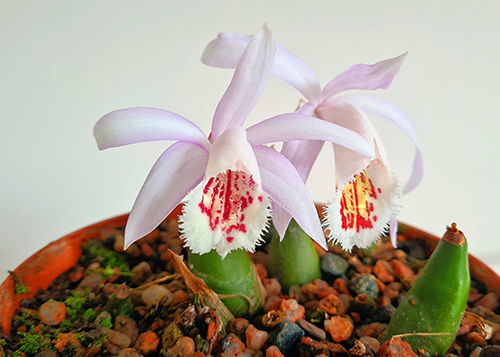 Pleione Humilis × Glacier Pearl