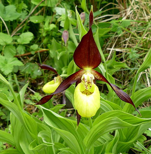 Cypripedium calceolus