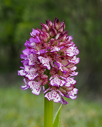 Orchis purpurea