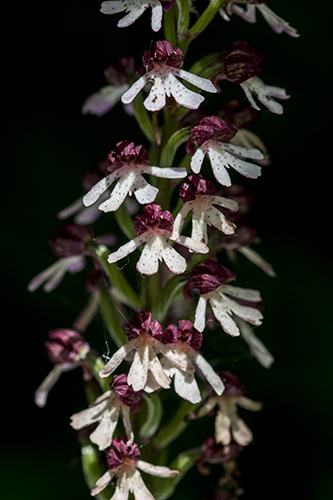 Orchis purpurea
