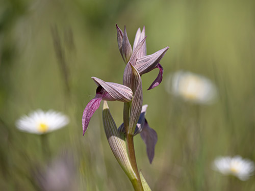 Serapias lingua
