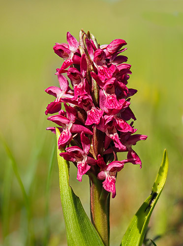 Dactylorhiza incarnata ssp. coccinea