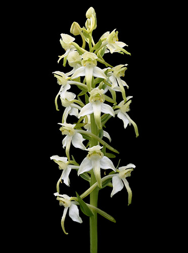 Platanthera chlorantha