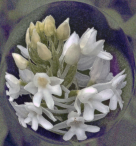 Anacamptis pyramidalis var. alba