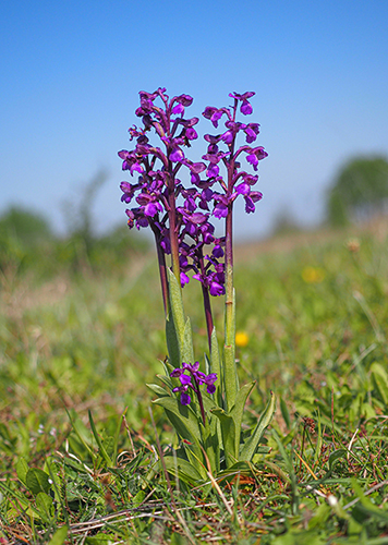 Anacamptis morio