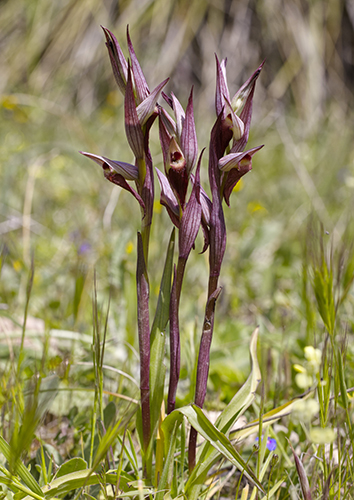 Serapias vomeracea