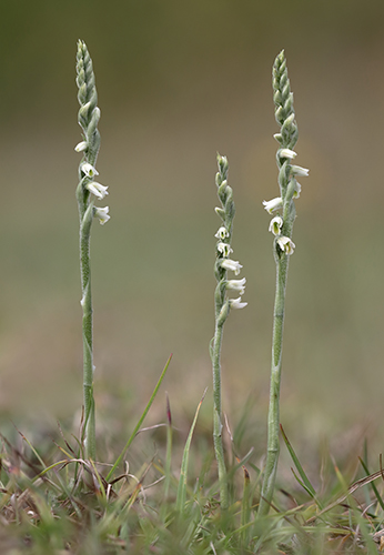 Spiranthes spiralis