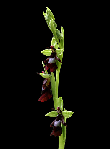 Ophrys insectifera 