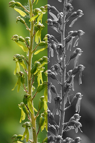 Neottia ovata