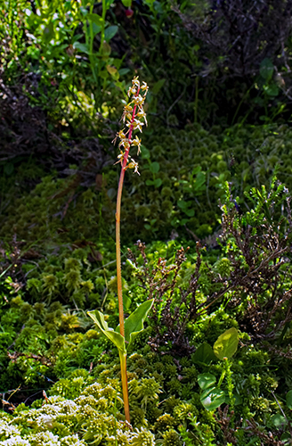 Neottia cordata