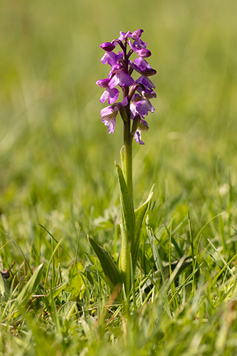 Anacamptis morio