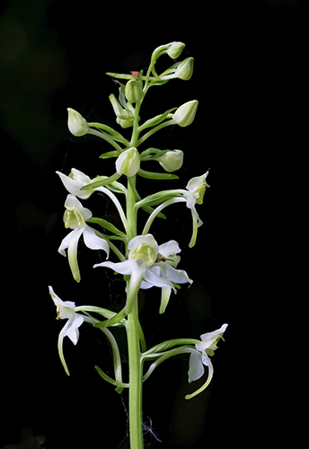Platanthera chlorantha