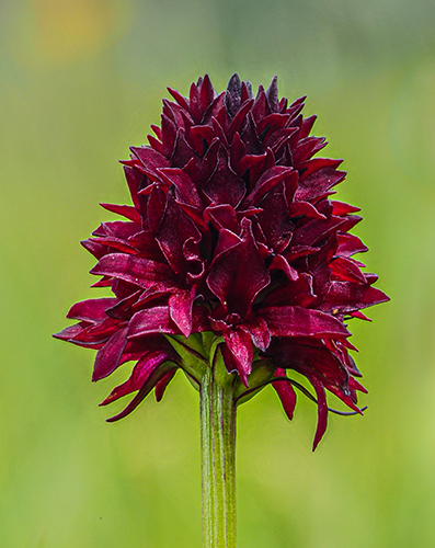 Vanilla Orchid