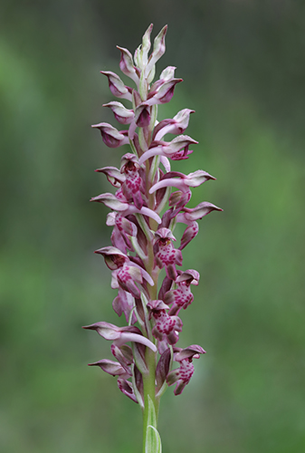 Anacamptis coriophora