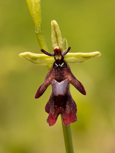 Ophrys insectifera