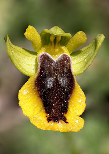 Ophrys lutea