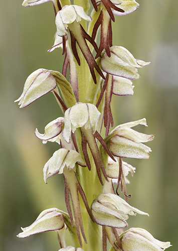Orchis anthropophora