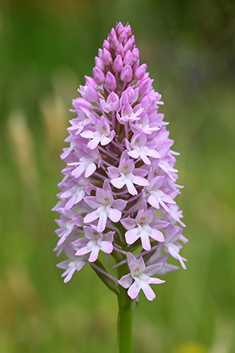 Anacamptis pyramidalis