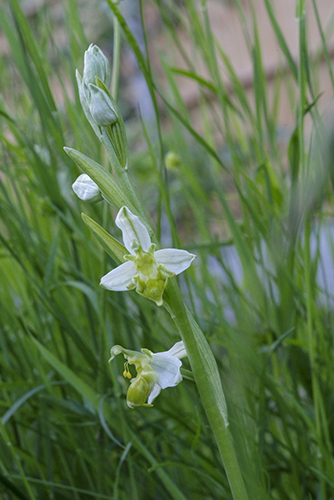 Ophrys apifera
