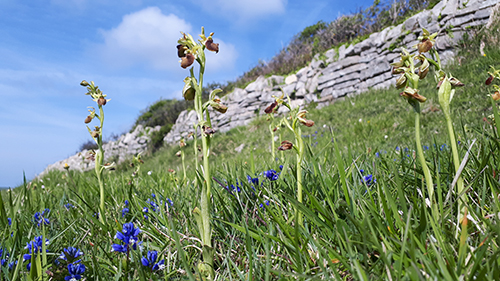 Ophrys sphegodes