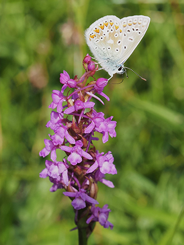 Gymnadenia borealis