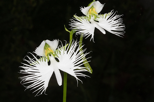 Pecteilis radiata