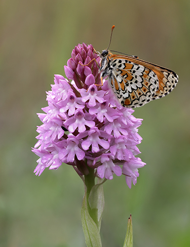 Anacamptis pyramidalis 