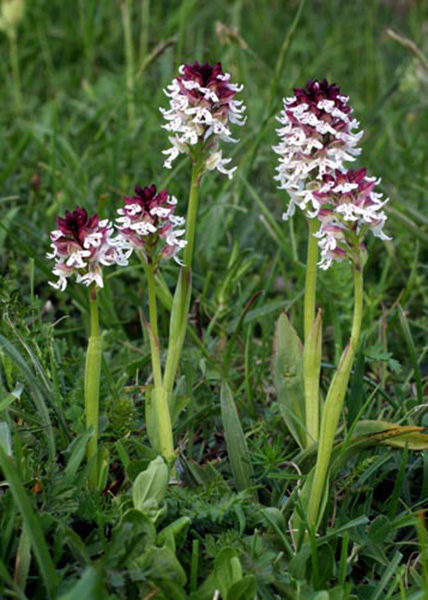 Neotinea ustulata