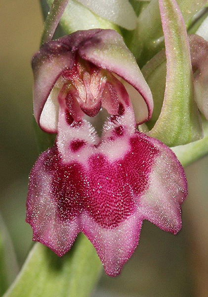 Anacamptis coriophora ssp. fragrans