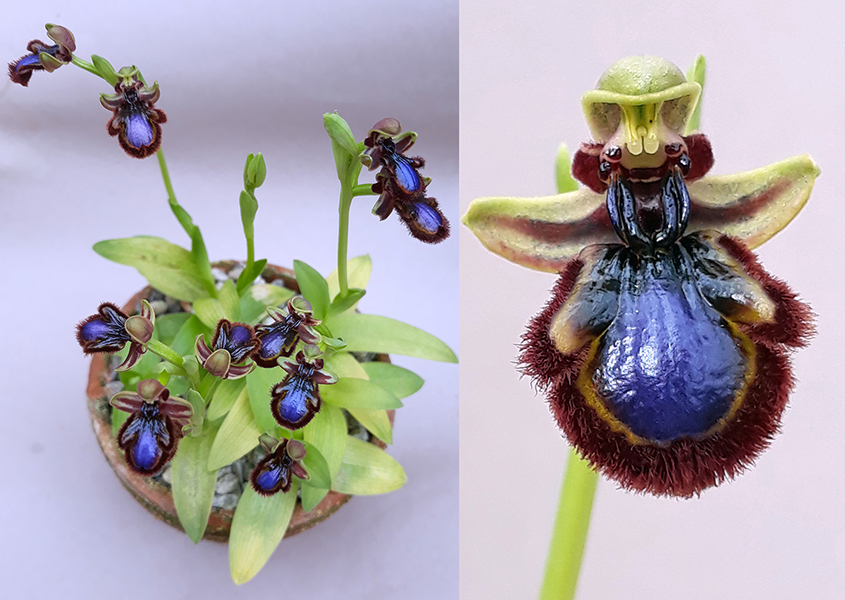 Ophrys speculum
