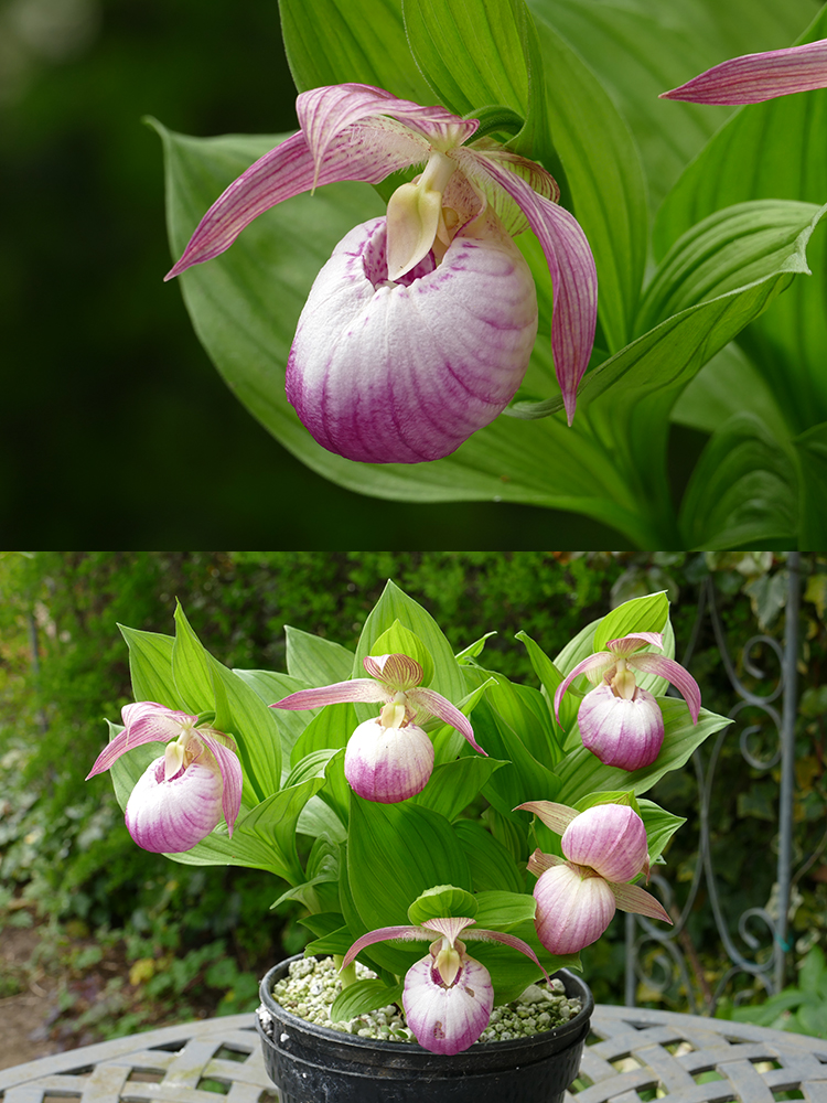 Cypripedium Sabine